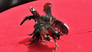 Trải Nghiệm Đá Gà TA88 – Sân Chơi Cá Cược Đỉnh Cao Cho Người Đam Mê